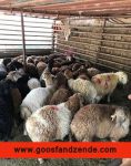 گوسفند زنده را با قیمت روز خریداری کنید .